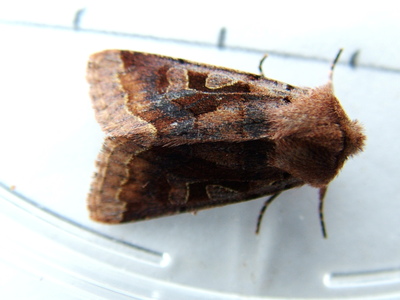 Hebrew Character